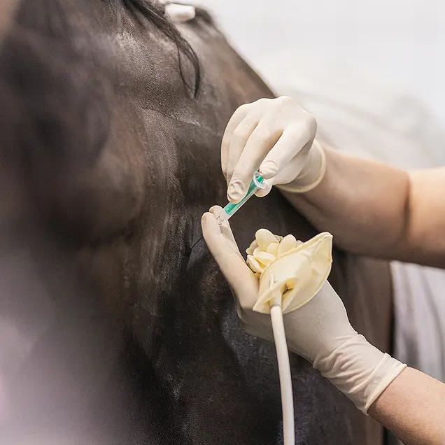 Pferd bekommt Infusion
