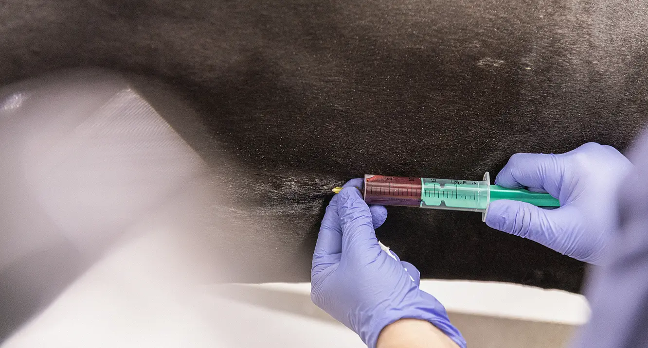 Pferd bekommt Infusion