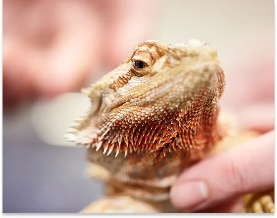 Reptil