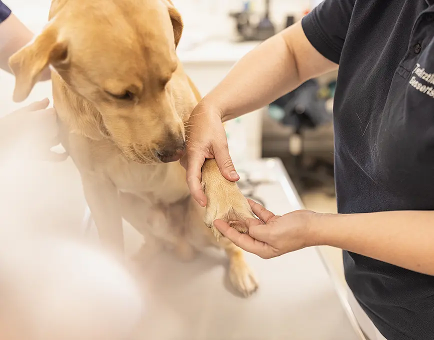Hund wird behandelt