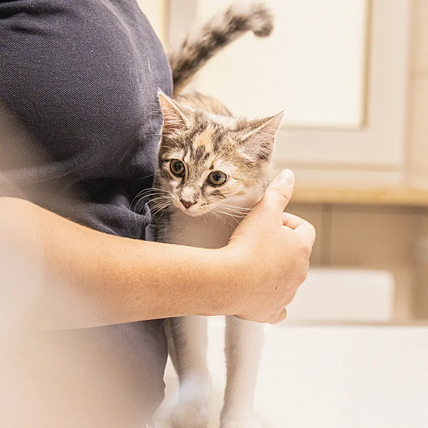 Frau mit Katze