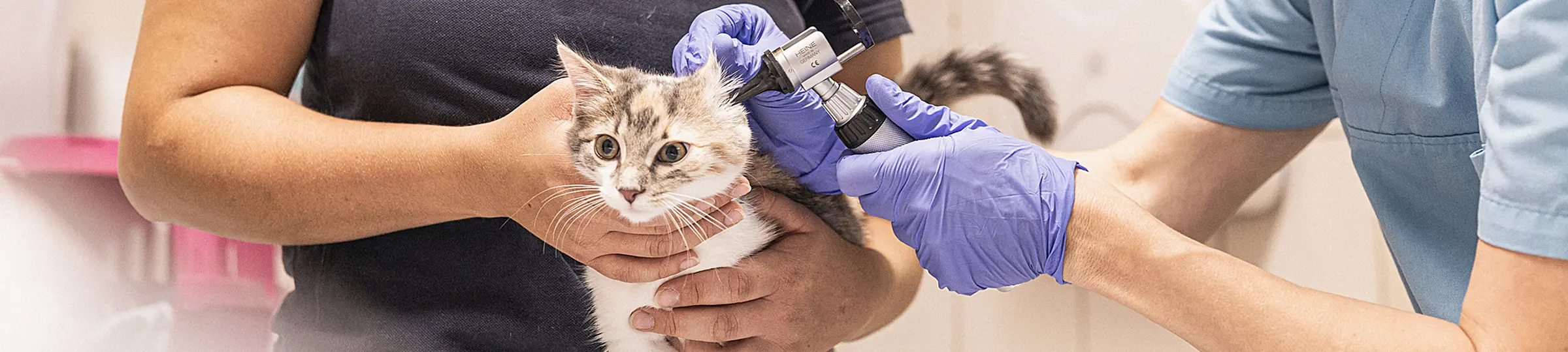 Tierärzte untersuchen Katze