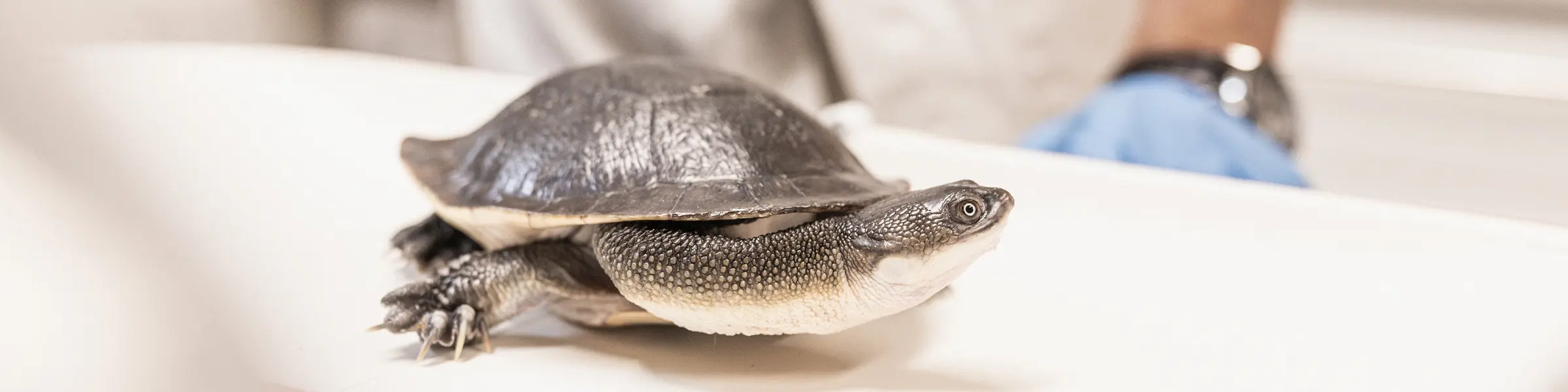 Schildkröte