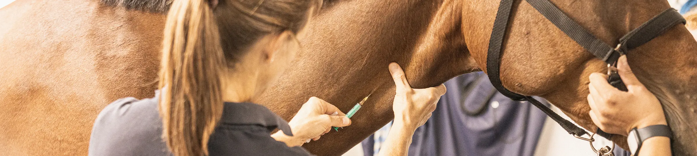 Tierärztin behandelt Pferd