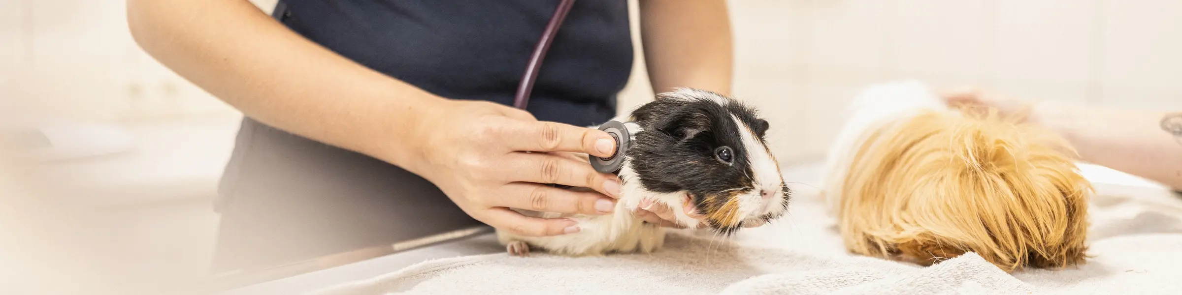 Frau mit Hamster