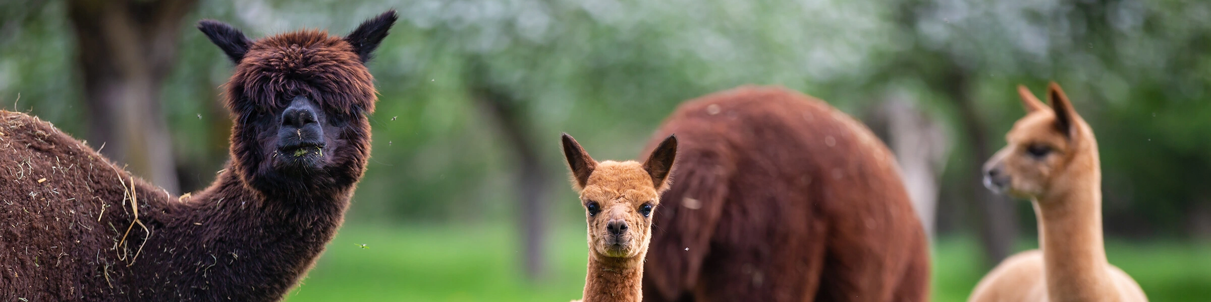 Braune Kameliden (Alapkas) auf der Weide mit einem Cria