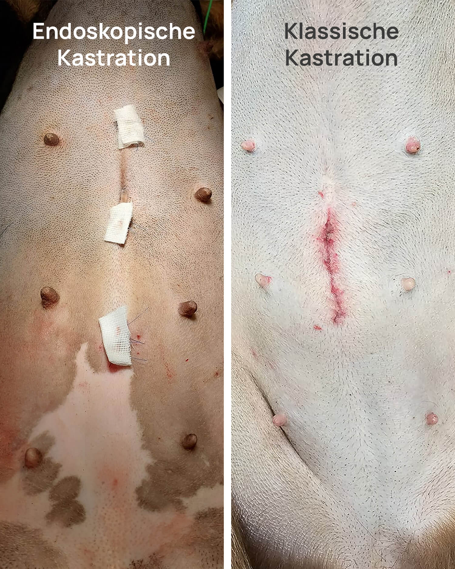 Vergleich Hautschnitte endoskopische Kastration vs. klassische Kastration